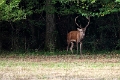 cerfs10 (2)
